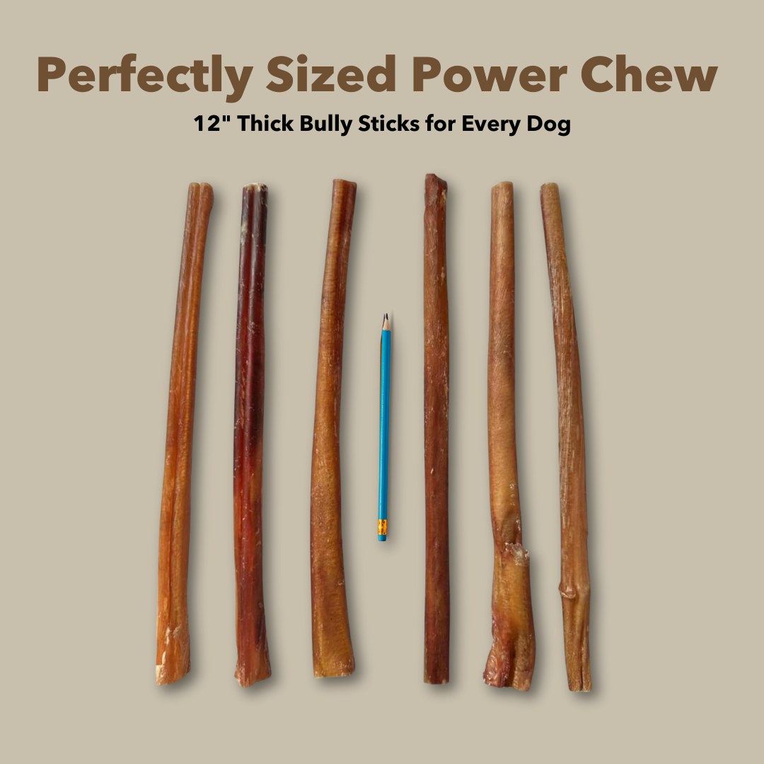 12" Thick Bulk Bully Sticks