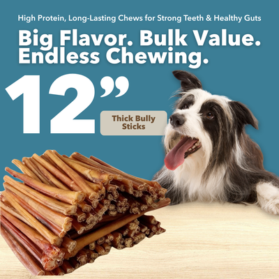 12" Thick Bulk Bully Sticks