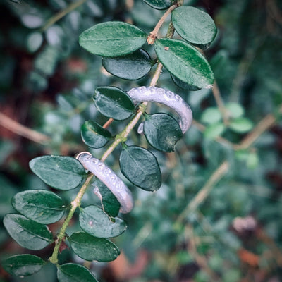 VIRTUOUS CIRCLE MINI HOOPS